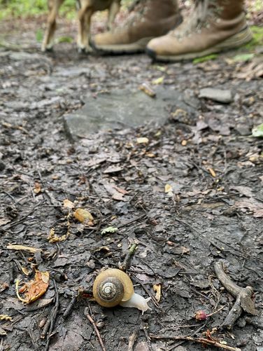 Snail on the trail