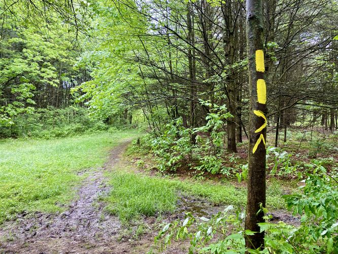 Yellow blazes