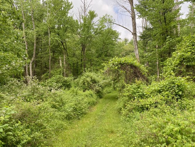 Trail cuts through open area with honeysuckle bushes