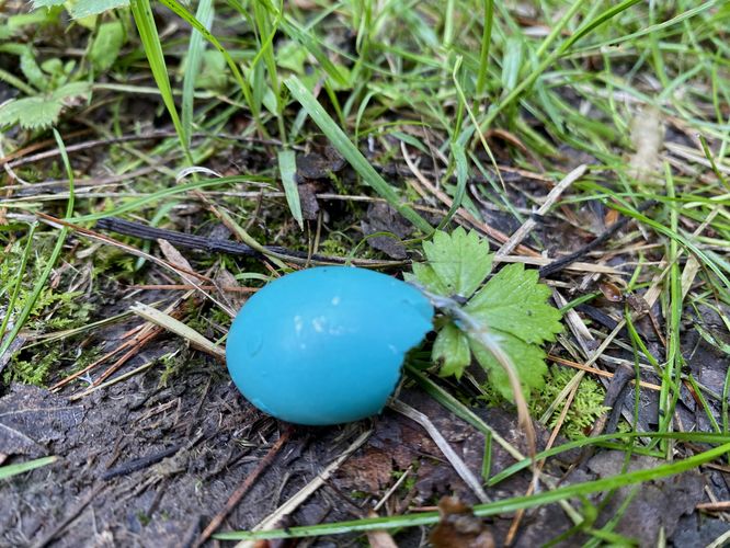 Robin’s egg