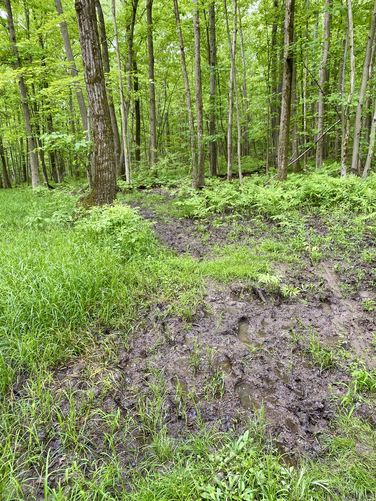 Muddy trail near the pond