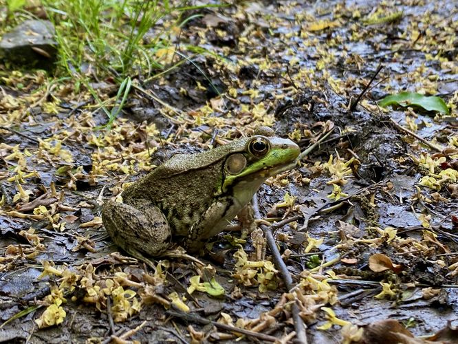 Large bullfrog