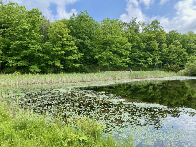 Pond view