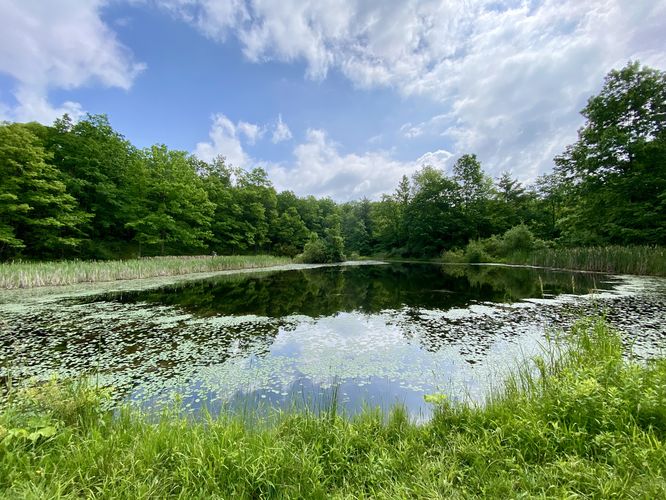 Pond view