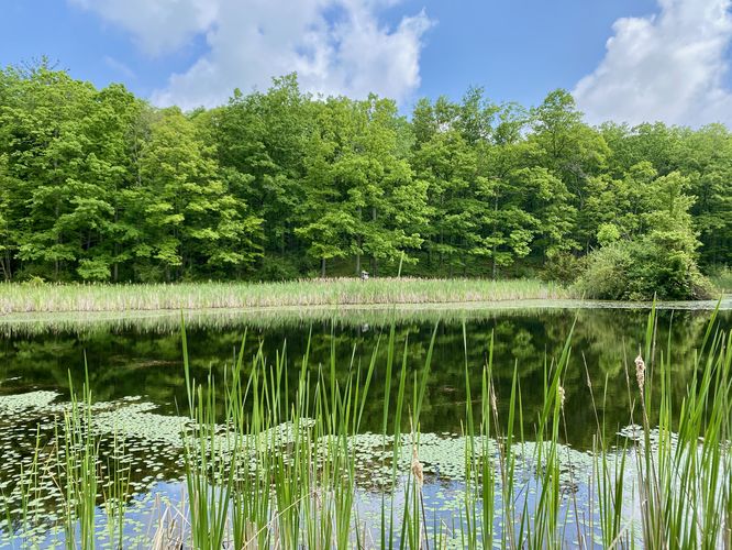 Pond view