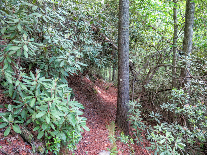 Picture 21 of Steels Creek Falls Hike 052216