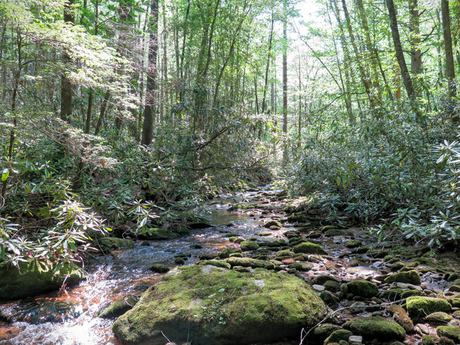 Picture 41 of Steels Creek Falls Hike 052216