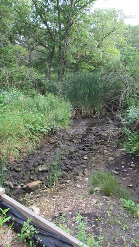 Marshy wet area