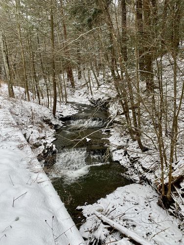 Picture 2 of Stevenson Forest Waterfalls