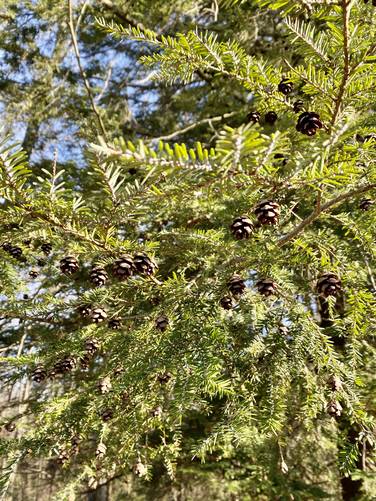 Hemlock tree with pine cones