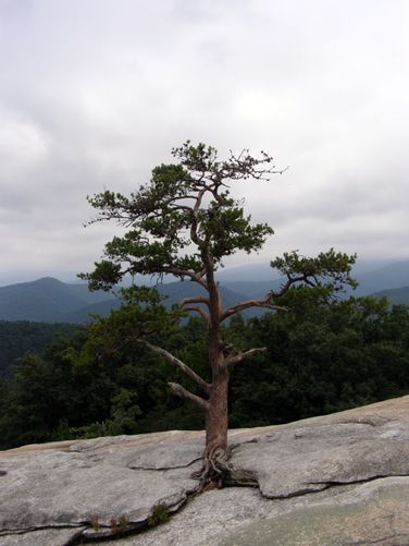 Picture 17 of Stone Mountain and Wolf Rock Hike 072014