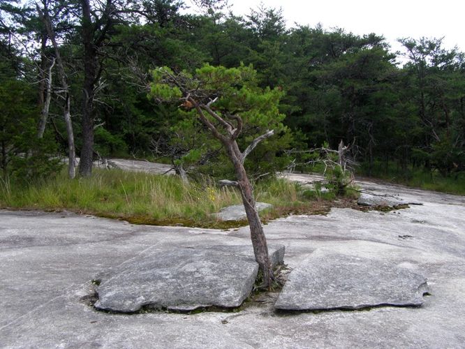 Picture 33 of Stone Mountain and Wolf Rock Hike 072014
