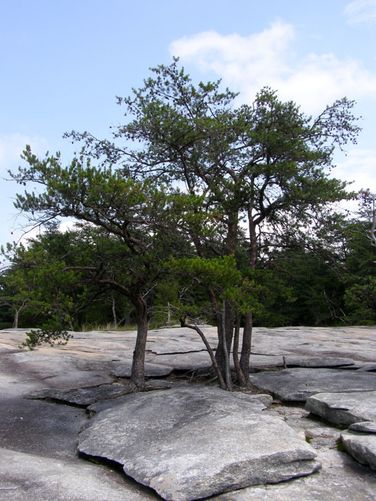 Picture 40 of Stone Mountain and Wolf Rock Hike 072014