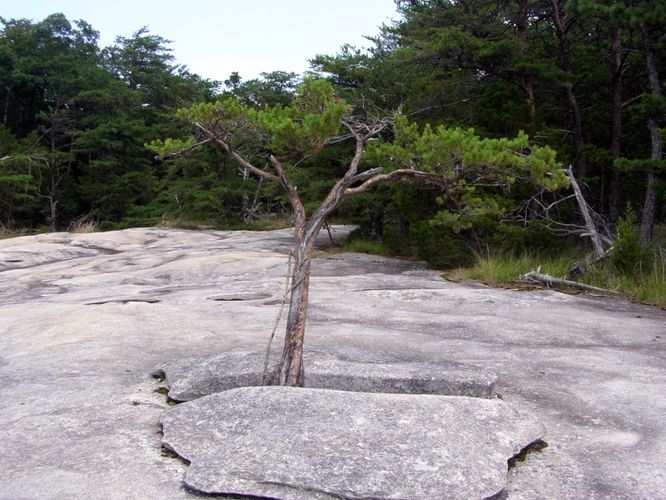 Picture 41 of Stone Mountain and Wolf Rock Hike 072014