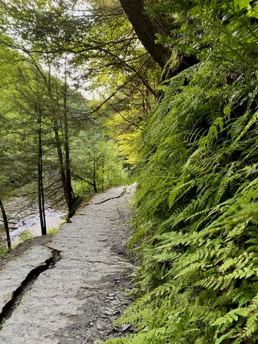 Trail runs along fern wall in the Stony Brook gorge