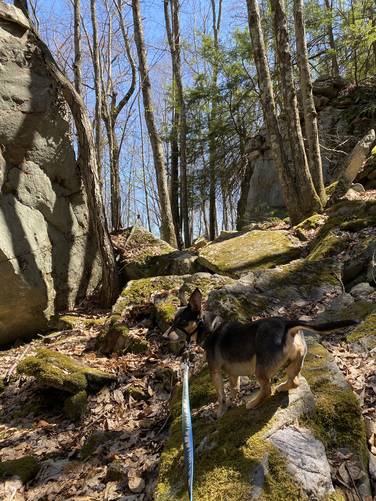 Jax hiking the trail