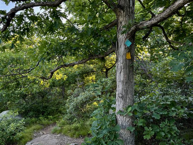 Picture 41 of Storm King Mountain Hike