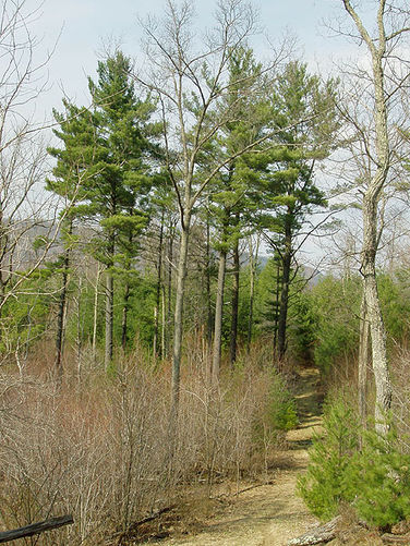 Picture 21 of Sugar Knob Hike 040304