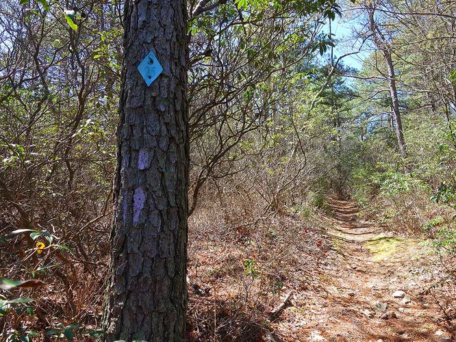 Picture 24 of Sulphur Springs Gap and White Rock Cliff Hike 042019