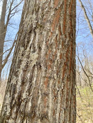 Red oak tree and bark