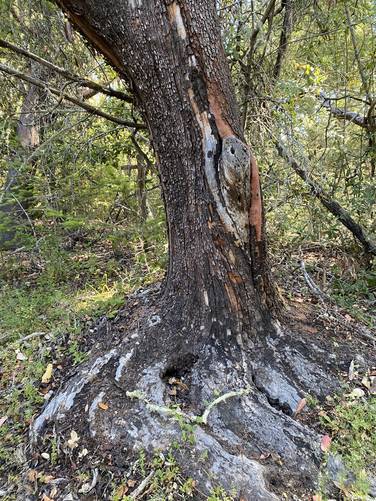 Corkscrew tree / aka "galaxy tree"
