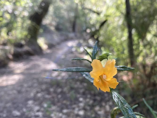 Wildflower