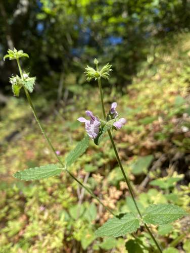 Wildflower