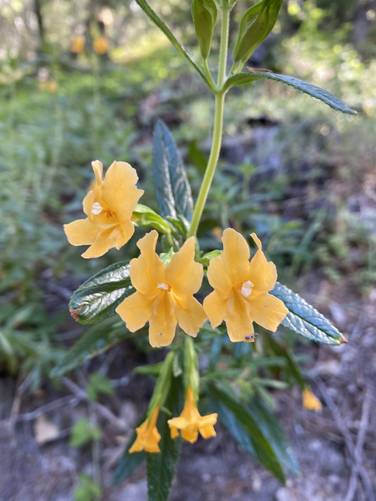 Wildflower