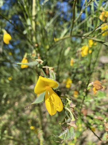 Wildflower