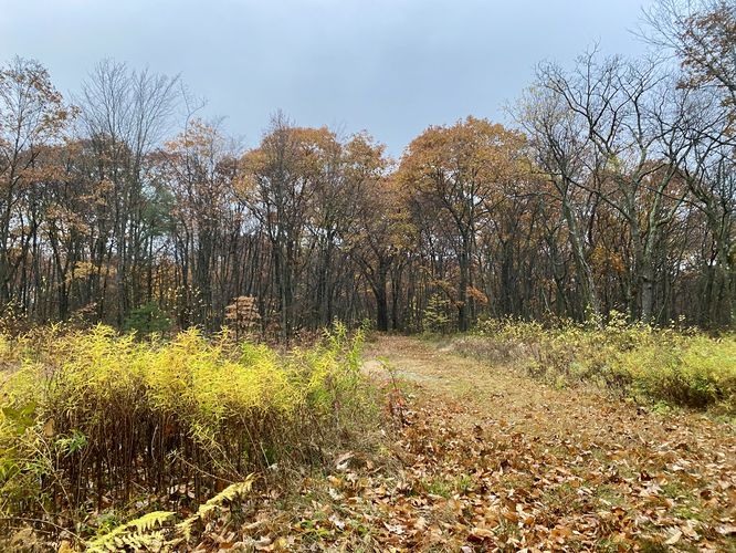 Late autumn foliage along the Summit Trail