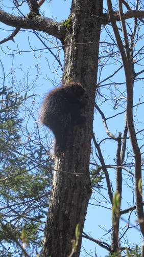 Porcupine in a tree along the trail