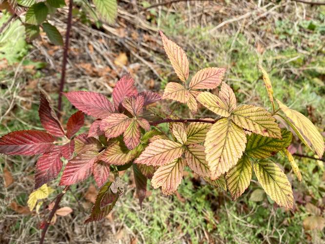 Foliage