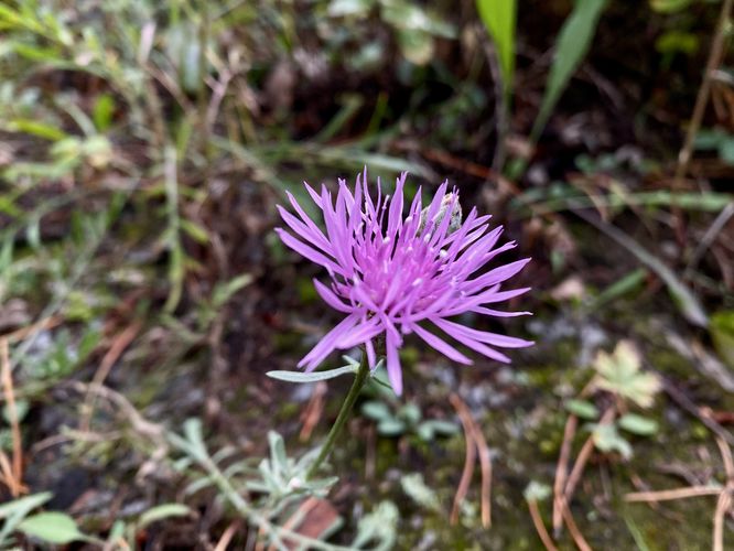 Spotted Knapweed wildflower