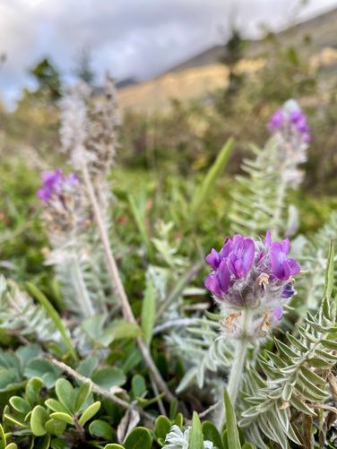 Oxytropis wildflower