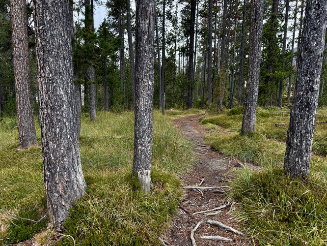 Hiking the nature trail through evergreens