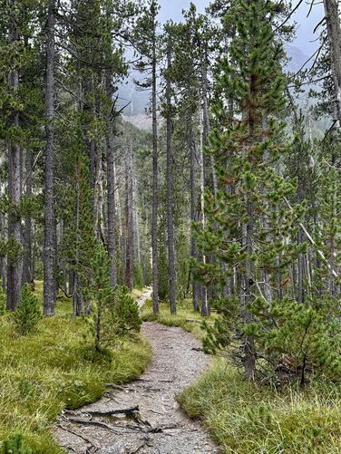 Trail winds through evergreens in Swiss National Park