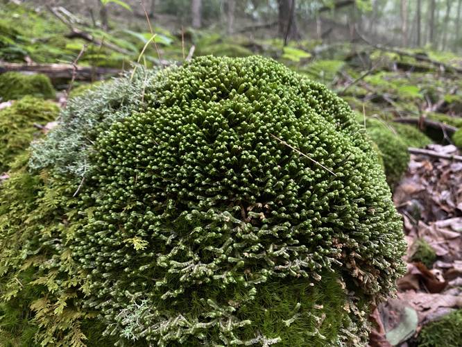 Moss-covered rock
