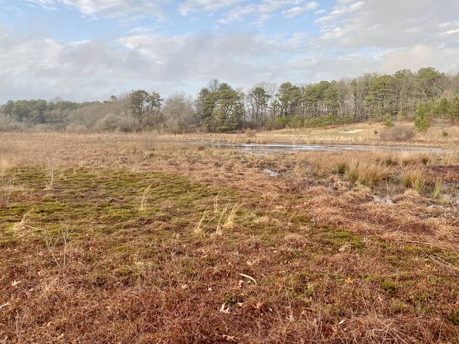 Cranberry bog