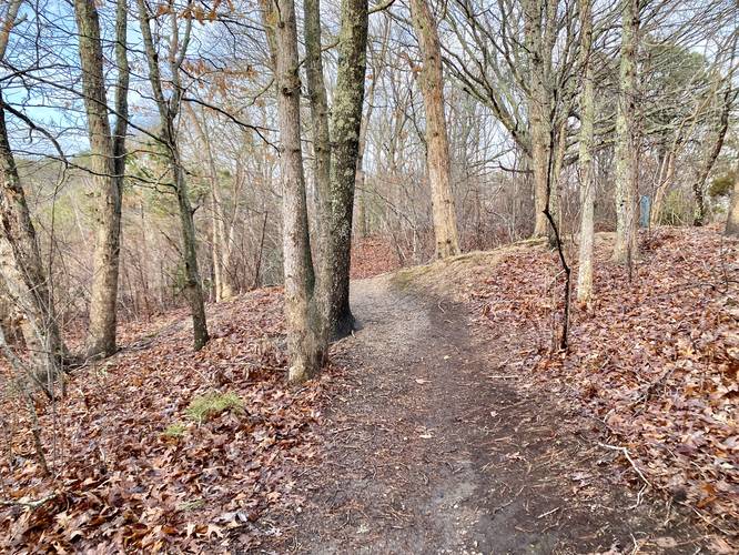 Forested trail runs around Teaticket Park's eastern side