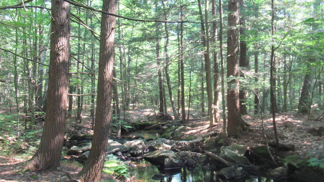 Stream along trail