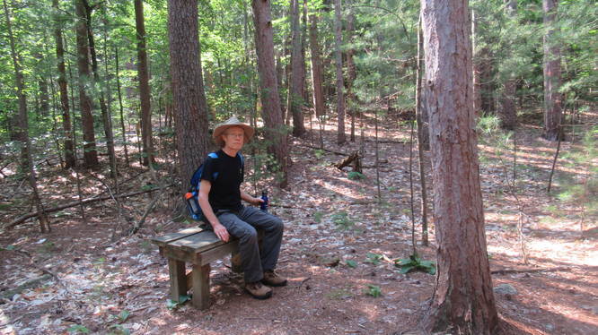 Bench for resting in Pine forest