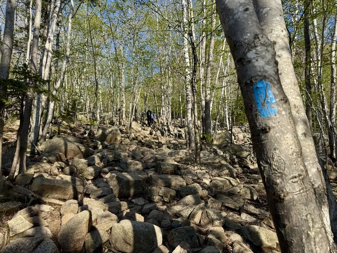 Blue blazes of the Beehive Trail