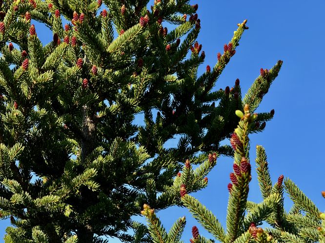Red-tinted pinecones grow on an evergreen tree on The Beehive