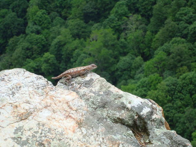 Picture 36 of The Cascades and Barneys Wall Hike 052710