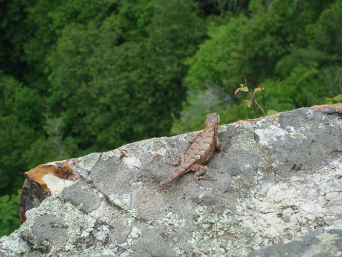 Picture 37 of The Cascades and Barneys Wall Hike 052710