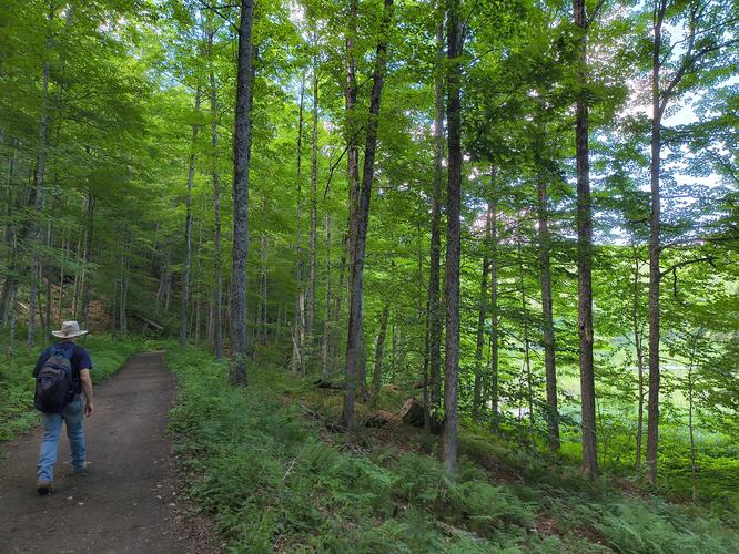 Pogue Pond Loop Trail 
