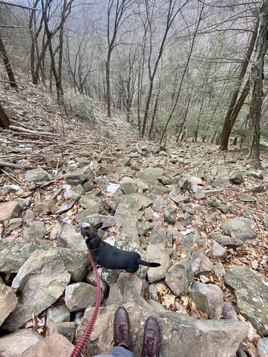Jax hiking down Thousand Steps Trail