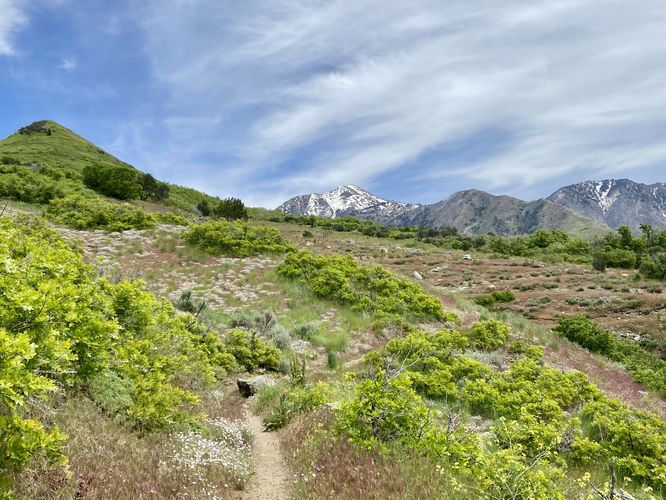 Spring wildflowers and snow-capped mountain views along the Forbidden Trail