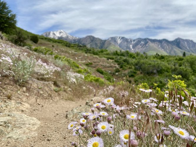 Wildflowers and snow-capped mountains