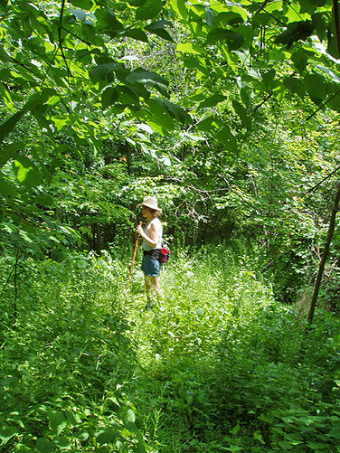 Picture 10 of Three Top Mountain Hike 052204